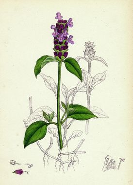 brunelle commune fleur sauvage violette